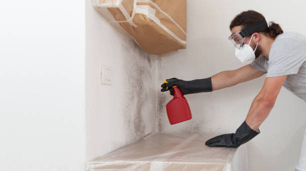 Professional Basement Mold Remediation technician working in Garfield, NJ