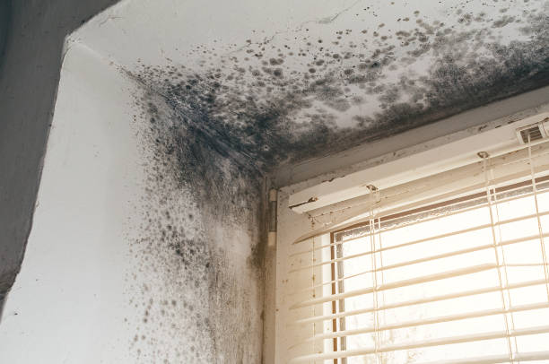 Affordable Basement Mold Remediation solutions in Garfield, NJ