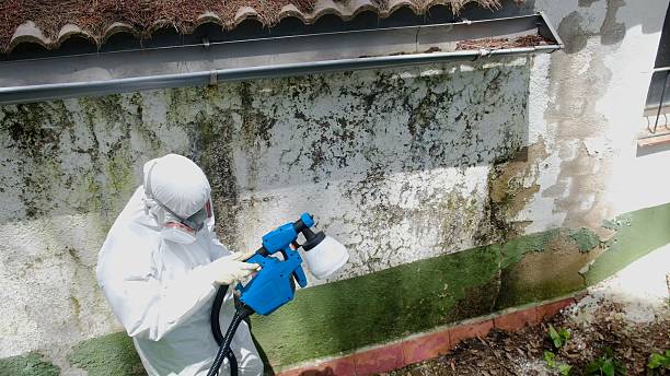 Top rated local Basement Mold Remediation specialists in Garfield, NJ